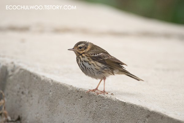 힝둥새